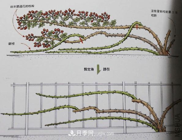 月季冬剪好還是春剪好？南北有區(qū)別，一起來(lái)學(xué)習(xí)吧(圖3)