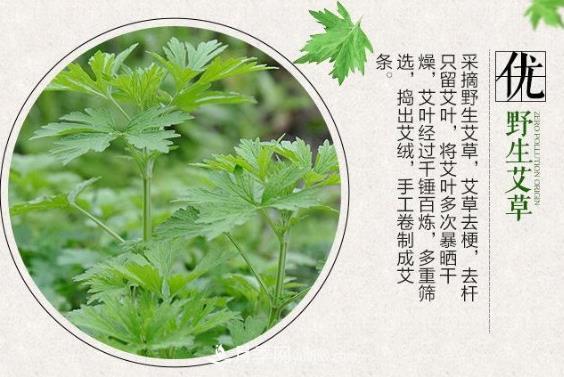 南陽(yáng)“艾草之鄉(xiāng)”：小艾草撐起大產(chǎn)業(yè)(圖2)
