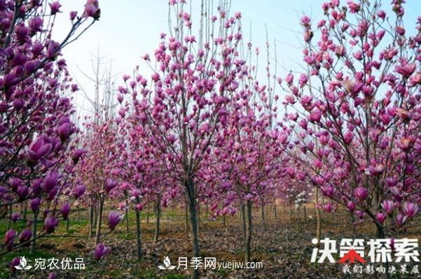 南陽南召縣“林+N”生態(tài)扶貧 玉蘭苗木產業(yè)富萬家(圖1)