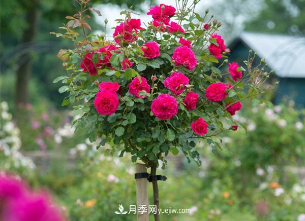 南陽月季公司網(wǎng)絡(luò)營(yíng)銷十大要領(lǐng)(圖1)