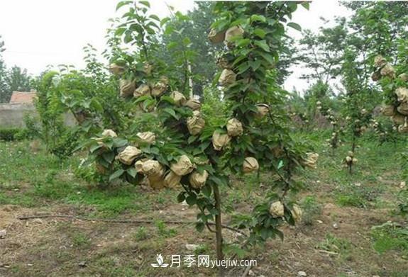 南陽市內鄉(xiāng)桃樹苗梨樹苗批發(fā)基地(圖2)