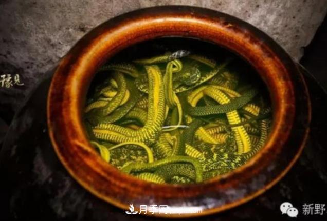南陽(yáng)市新野縣沙堰鎮(zhèn)朱令善 養(yǎng)蛇走上富裕路(圖1)