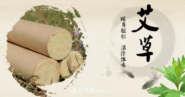 中醫(yī)艾灸華夏瑰寶 艾草之都大美南陽(圖1)