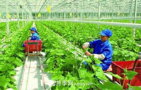 有機(jī)產(chǎn)品395個(gè)，南陽(yáng)有機(jī)農(nóng)業(yè)全國(guó)**是怎樣煉成的？(圖1)
