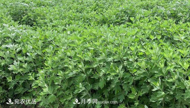 南陽艾草種植技術(shù)，種植前景如何？艾根批發(fā)(圖1)