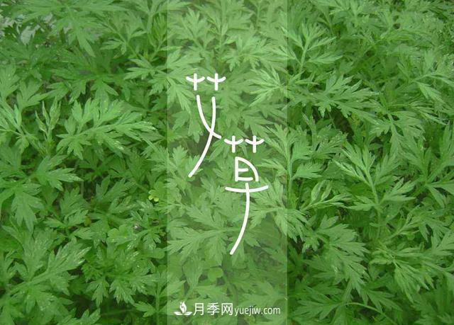 占據(jù)全國(guó)50%以上市場(chǎng) 南陽(yáng)艾草產(chǎn)業(yè)如何培育品牌？(圖1)