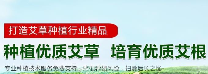 南陽艾草種植年產值達數(shù)億元 宛艾艾根艾苗專供在這里(圖3)