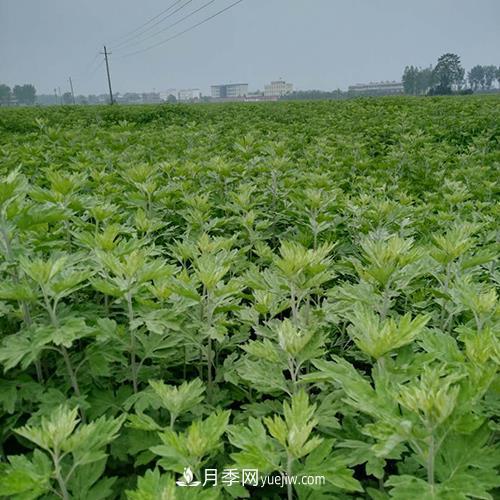 南陽艾草種植年產值達數(shù)億元 宛艾艾根艾苗專供在這里(圖1)