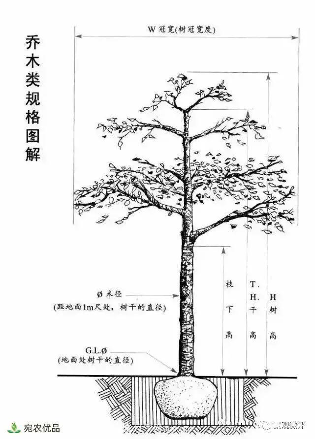 南陽月季苗木行業(yè)專業(yè)術(shù)語大全，你知多少？內(nèi)容太多(圖3)