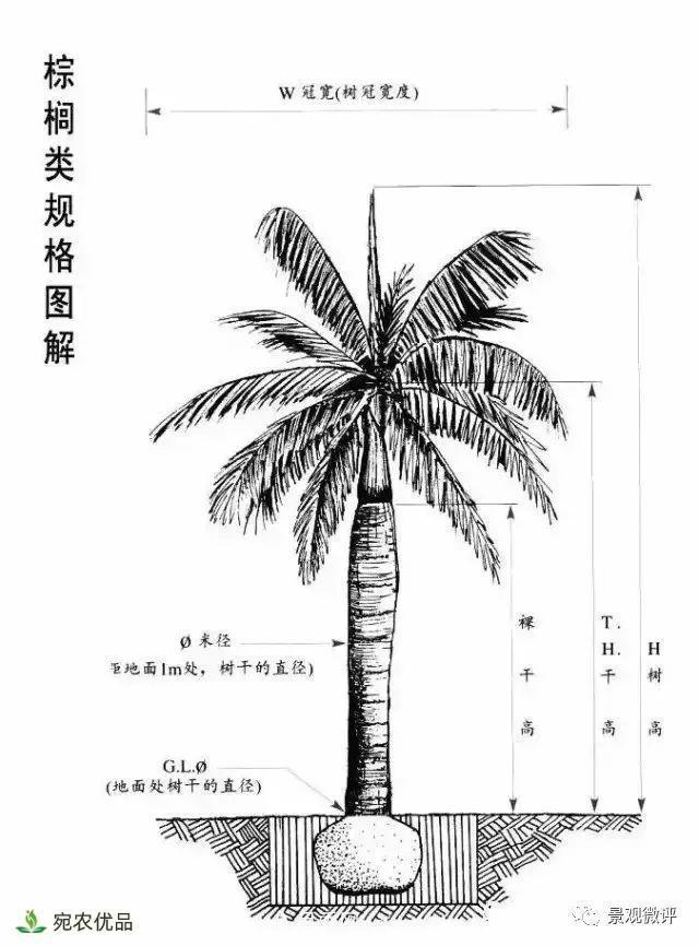 南陽月季苗木行業(yè)專業(yè)術(shù)語大全，你知多少？內(nèi)容太多(圖5)