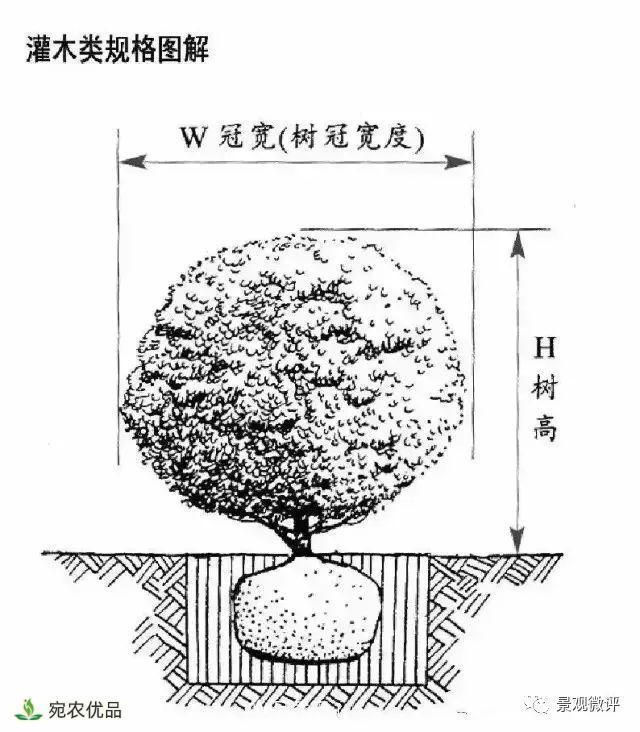 南陽月季苗木行業(yè)專業(yè)術(shù)語大全，你知多少？內(nèi)容太多(圖4)