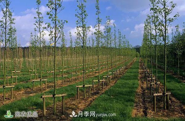 南陽月季苗木行業(yè)專業(yè)術(shù)語大全，你知多少？內(nèi)容太多(圖6)