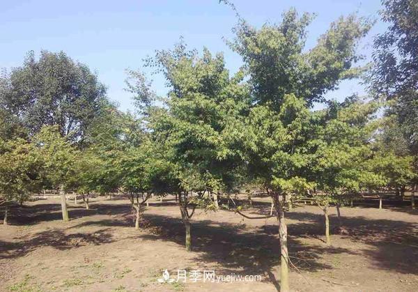 南陽月季苗木行業(yè)專業(yè)術(shù)語大全，你知多少？內(nèi)容太多(圖2)