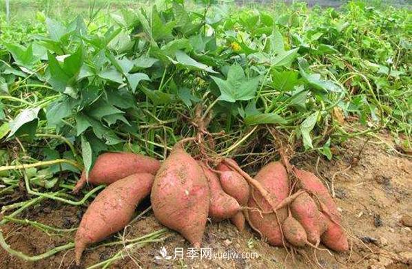 唐河紅薯 一個大飽口福的南陽農(nóng)產(chǎn)品特產(chǎn)品牌(圖1)