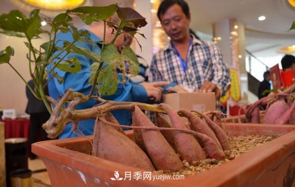 唐河紅薯 一個大飽口福的南陽農(nóng)產(chǎn)品特產(chǎn)品牌(圖2)