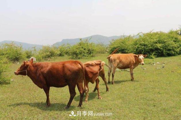 來南陽旅游有什么不得不帶走的十大名優(yōu)特產(chǎn)？(圖2)