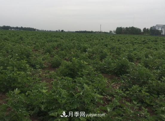 艾草種植技術(shù)為什么選南陽(yáng)，為什么選國(guó)醫(yī)仲景公司？(圖1)