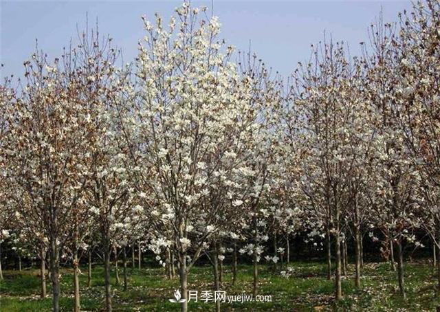 苗木抓好冬護(hù)時機(jī)園林植物可全年健壯(圖1)