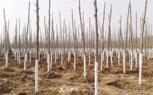 綠化苗木什么時間涂白效果***好，有哪些基本要求(圖1)