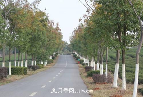 綠化苗木什么時間涂白效果***好，有哪些基本要求(圖2)
