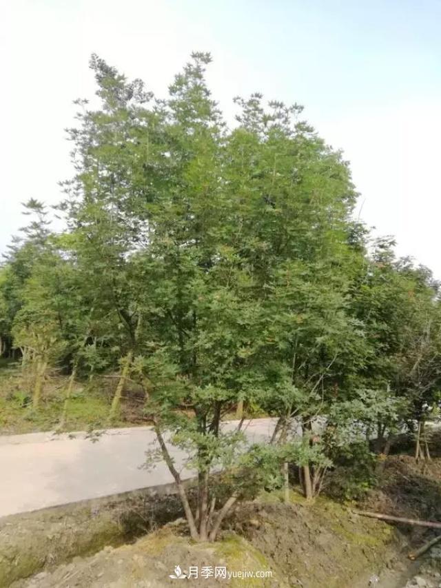 2020下半年鄉(xiāng)土樹種漲價趨勢明顯，這8種苗木***吃香(圖2)