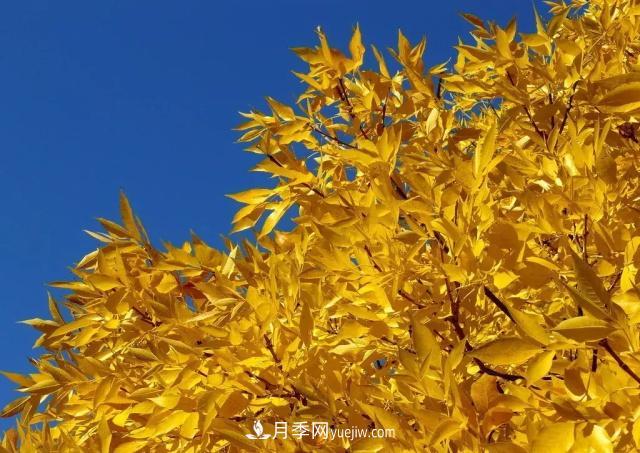 2020下半年鄉(xiāng)土樹種漲價趨勢明顯，這8種苗木***吃香(圖3)