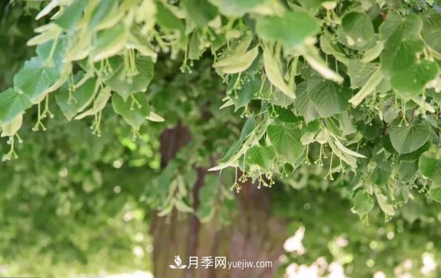 2020下半年鄉(xiāng)土樹種漲價趨勢明顯，這8種苗木***吃香(圖7)