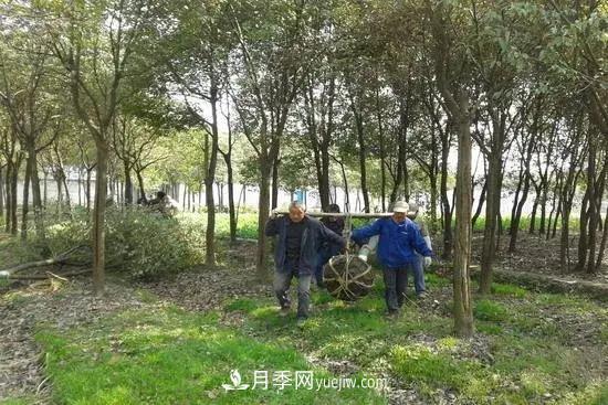 河南苗木人再不求變，終將被高昂的人工成本拖垮(圖1)