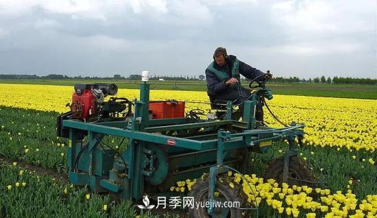 河南苗木人再不求變，終將被高昂的人工成本拖垮(圖2)