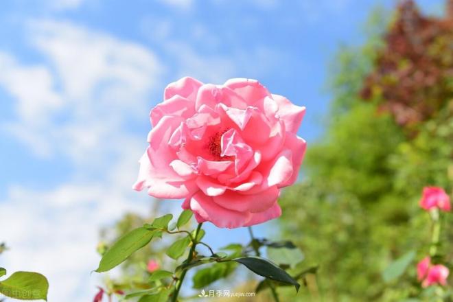新手如何種植月季花？詳細攻略教程請查收(圖3)