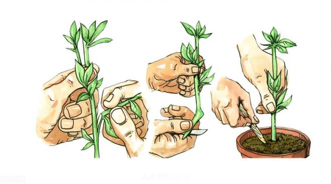 新手如何種植月季花？詳細攻略教程請查收(圖2)