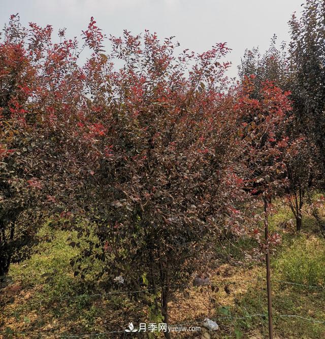 南陽紫葉李苗木基地，紫葉李都有哪些優(yōu)點(diǎn)和特點(diǎn)？(圖1)