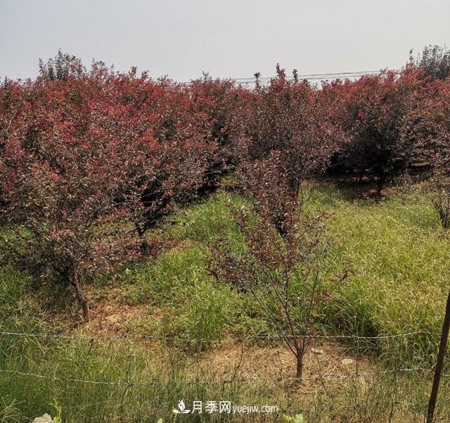 南陽紫葉李苗木基地，紫葉李都有哪些優(yōu)點(diǎn)和特點(diǎn)？(圖2)