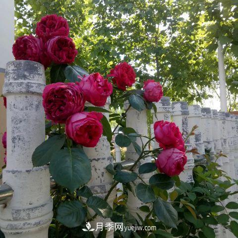 想要打造網(wǎng)紅月季花墻，只要這三步，你也可以擁有花海(圖2)