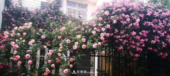 想要打造網(wǎng)紅月季花墻，只要這三步，你也可以擁有花海(圖3)