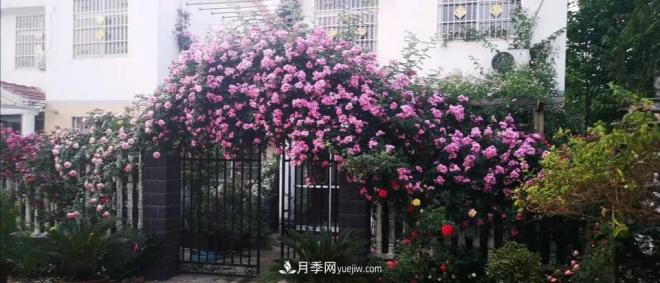 想要打造網(wǎng)紅月季花墻，只要這三步，你也可以擁有花海(圖4)