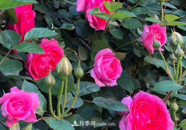 10種多刺月季籬笆防護(hù)用，修剪也需要小心(圖5)