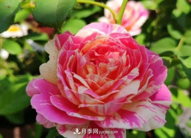 10種多刺月季籬笆防護(hù)用，修剪也需要小心(圖6)