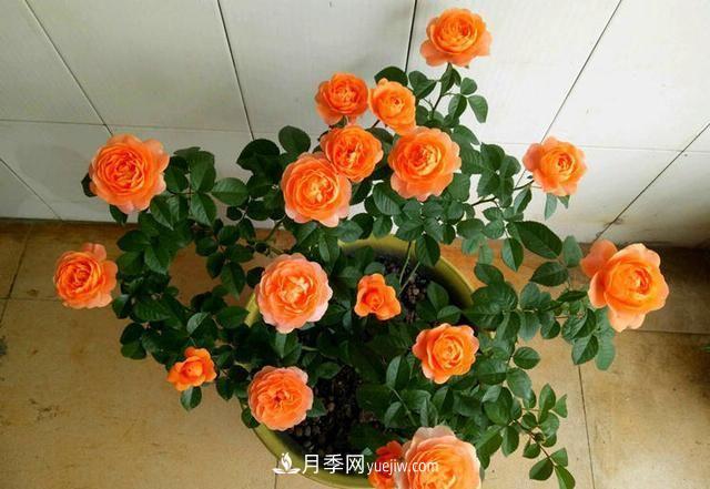 四種對(duì)光照要求高的月季花，適合放在北陽臺(tái)(圖1)