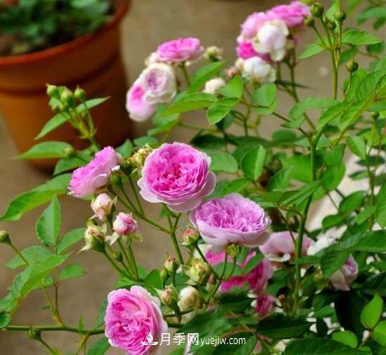 四種對(duì)光照要求高的月季花，適合放在北陽臺(tái)(圖5)