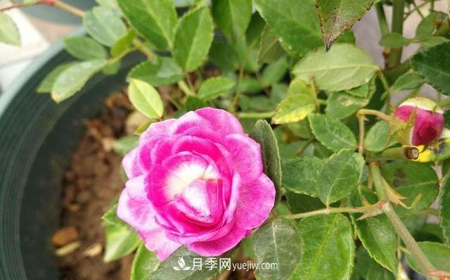 四種對(duì)光照要求高的月季花，適合放在北陽臺(tái)(圖4)