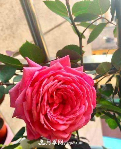 四種對(duì)光照要求高的月季花，適合放在北陽臺(tái)(圖3)
