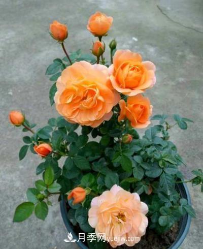 四種對(duì)光照要求高的月季花，適合放在北陽臺(tái)(圖2)