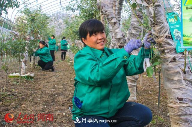 河南南陽(yáng)：月季嫁接確保明年增產(chǎn) 月季產(chǎn)業(yè)助農(nóng)增收(圖1)