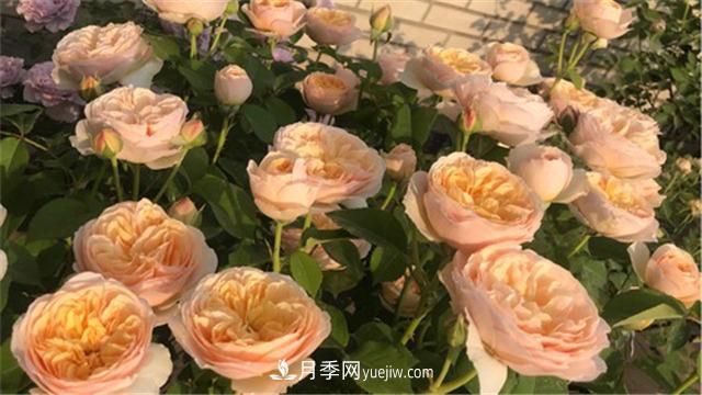 花開華南地區(qū)，哪些月季品種，征服了廣州這片“熱土”？(圖2)