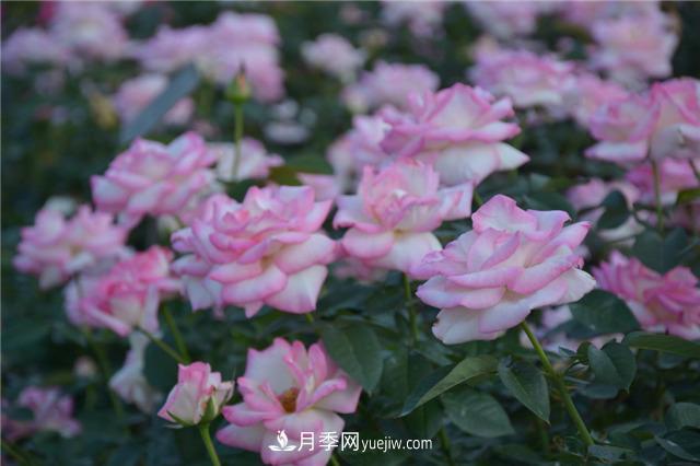 花開華南地區(qū)，哪些月季品種，征服了廣州這片“熱土”？(圖4)