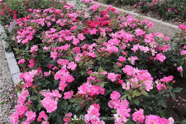 花開華南地區(qū)，哪些月季品種，征服了廣州這片“熱土”？(圖5)