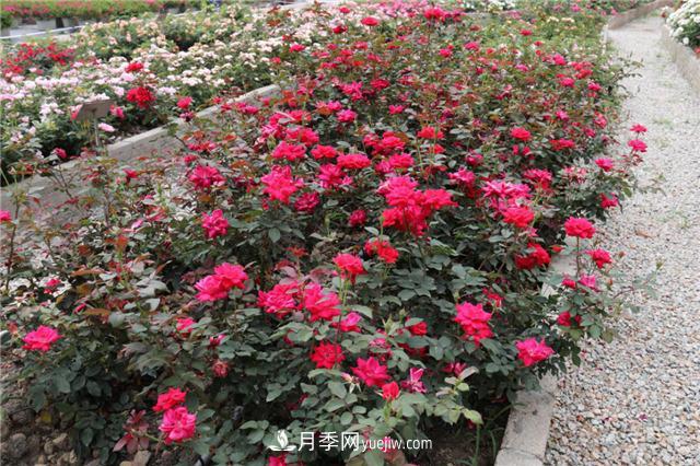 花開華南地區(qū)，哪些月季品種，征服了廣州這片“熱土”？(圖6)