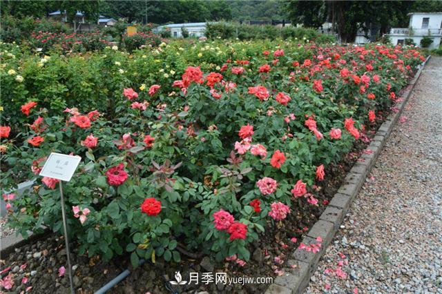花開華南地區(qū)，哪些月季品種，征服了廣州這片“熱土”？(圖7)