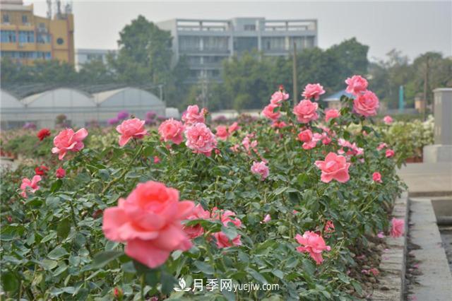 花開華南地區(qū)，哪些月季品種，征服了廣州這片“熱土”？(圖8)